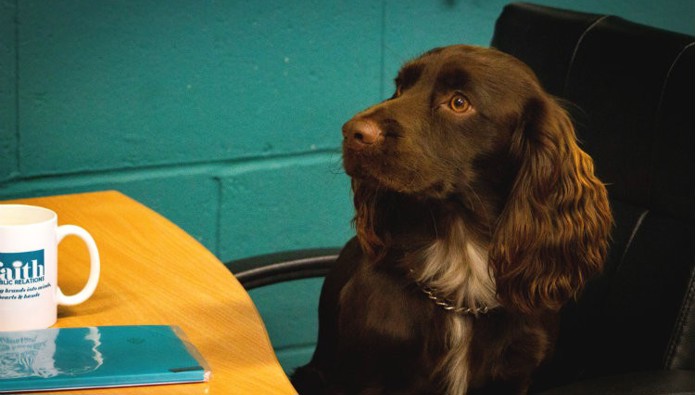 Workplace pet: Charlie the Cocker Spaniel