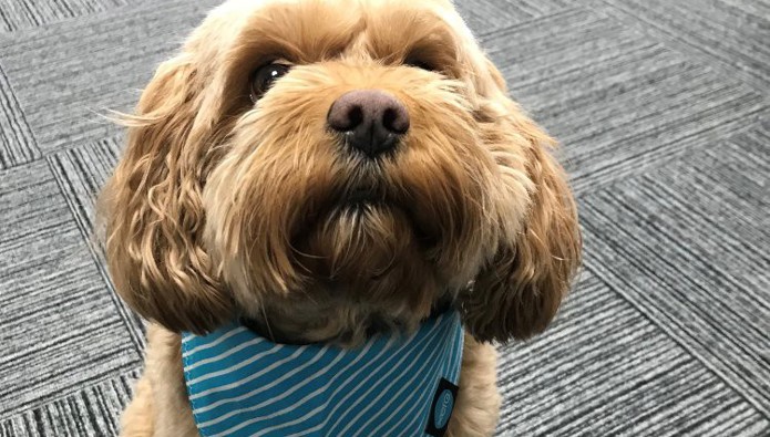 Workplace pet: Archie the Cavoodle