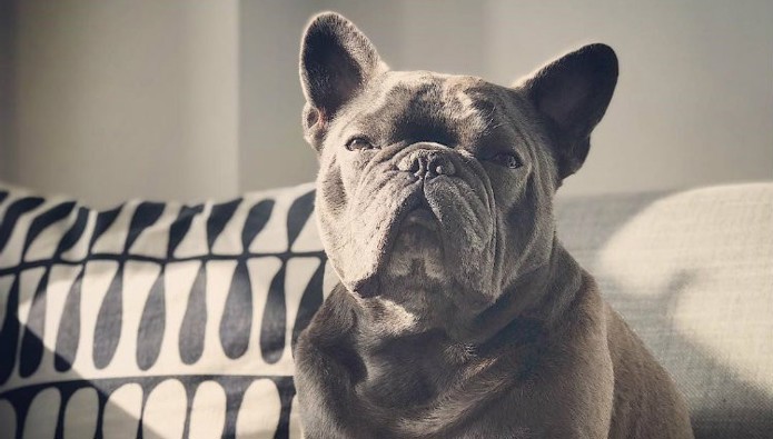 Workplace pet: Maurice the Frenchie 