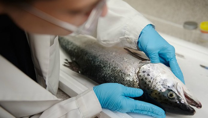 Early warning system aims to get to the heart of salmon disease 