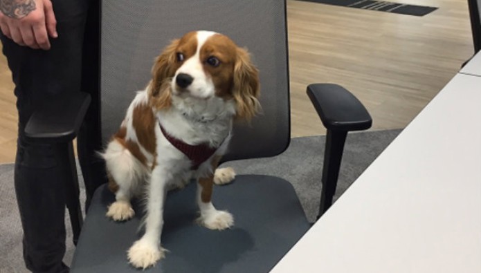 Workplace pet: Oscar and the Gang