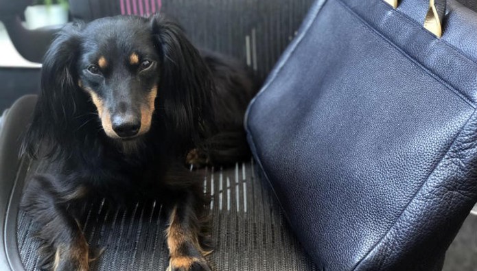 Workplace pet: Harry the Dachshund