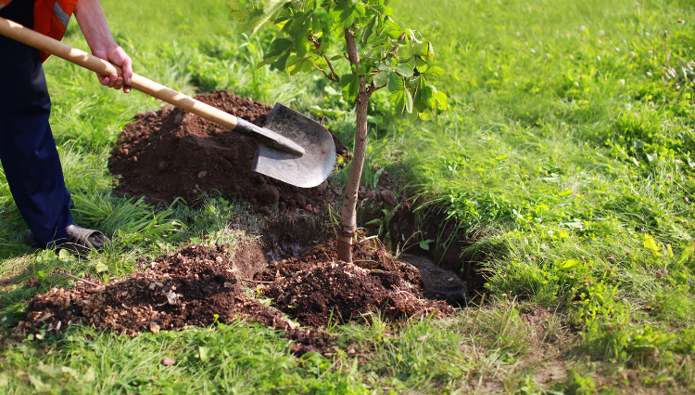Think global and plant local to tackle climate change 