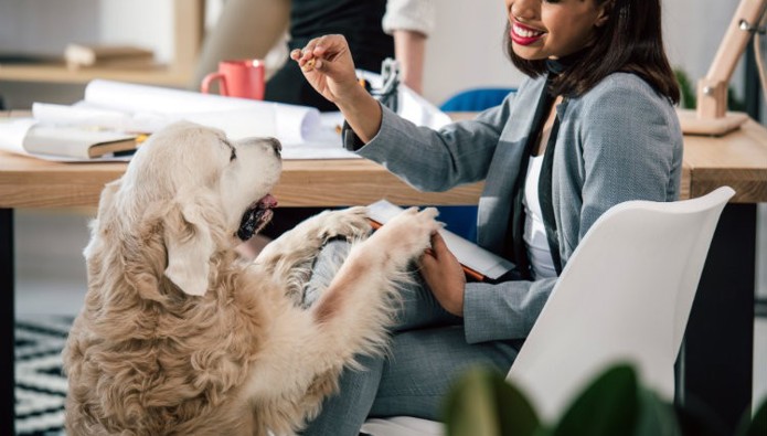 How canine colleagues can lift up your workplace