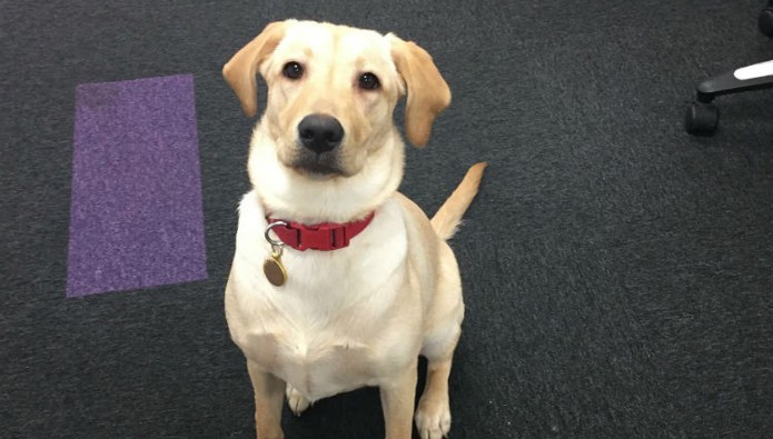 Workplace Pet: Lola the Lab 